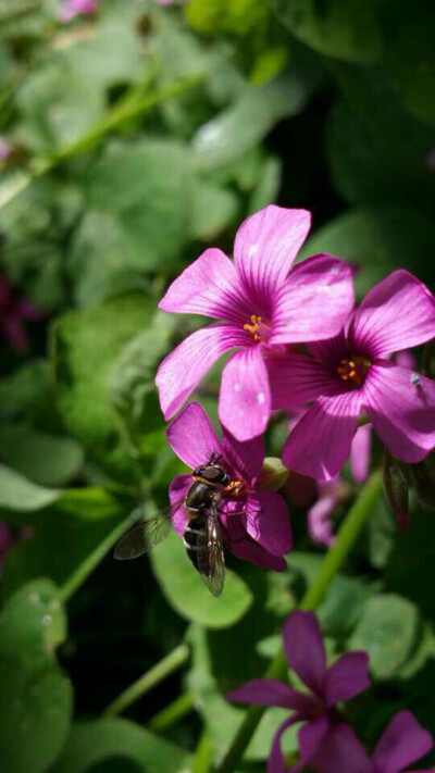 红花酢浆草春夏秋三季开花,花朵粉红淡紫,颜色鲜艳,悦心赏目,花开遍地,常引来蜜蜂采蜜