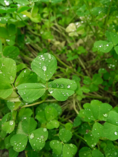 雨水