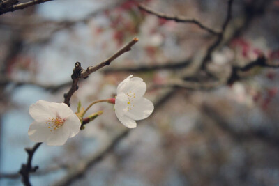 2015.03 樱花 武大