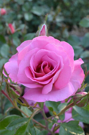 太平洋荣耀（Pacific Glory）又名：如此相爱（So In Love） 注册名称：PacificGlory 展览名称：PacificGlory 培育：2004年以前，新西兰 RobSomerfield 推出：2010年Roses and Friends 在澳大利亚以名称'So In Love'推出2012年Glenavon Roses Ltd.在新西兰以名称'Pacific Glory' 类别：丰花月季 颜色：浅粉色  高度：120厘米，宽120厘米 叶子：有光泽，深绿色 习性：多季节重复盛开，耐寒性为美国农业部区6B-9B（默认）。 亲子：Anniversary(floribunda