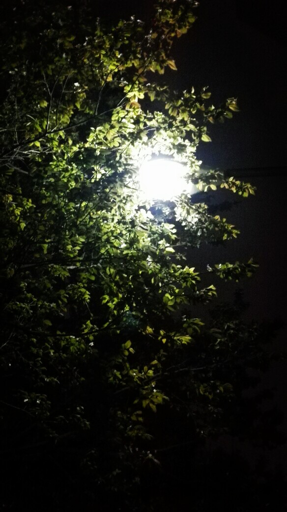 晚上，宿舍楼旁边的灯和树叶，这种状态下路灯和叶子好像都把最漂亮的状态展现出来了，拍的东西真的没有实物好看。每次都可能在这下停留好久