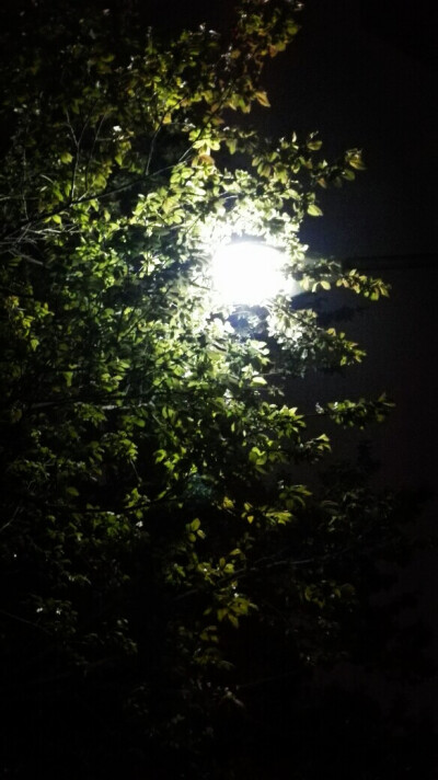 晚上，宿舍楼旁边的灯和树叶，这种状态下路灯和叶子好像都把最漂亮的状态展现出来了，拍的东西真的没有实物好看。每次都可能在这下停留好久