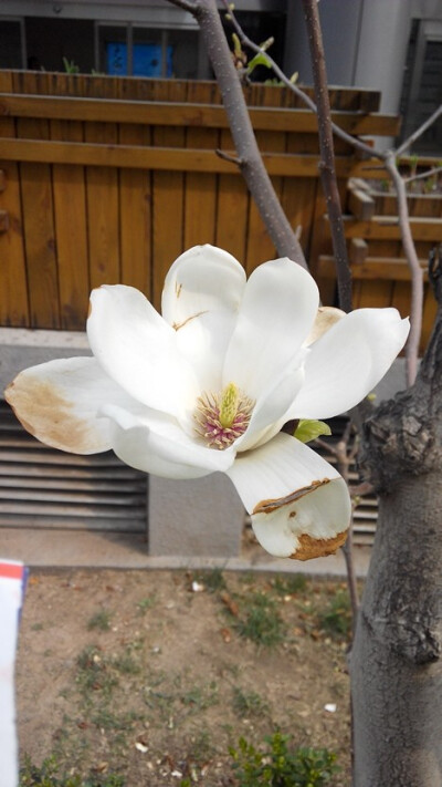 摄影～北京～玉兰～满树的花儿都谢了，她还开得这么美～我仿佛是为她们写传记，记下她们的一生～(微笑)