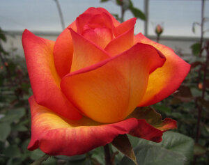 天火（Skyfire） 培育：2009年，德国 Rosen-Tantau 推出：2014年Rosen-Tantau/Tantau Roses在德国以名称'Skyfire'推出 类别：杂交茶香月季 颜色：杏色，橙粉色边缘  高度：70-90厘米 花型：非常大，双瓣（17-25花瓣） 习性：多季节重复盛开，耐寒性为美国农业部区6B-9B（默认）。可用于切花。