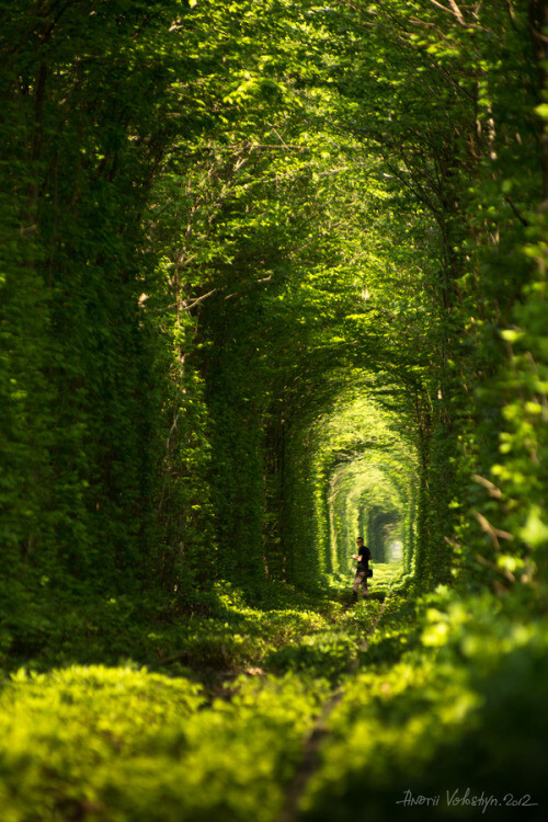 Tunnel of Love,Klevan, Ukraine (by Andrii Voloshyn)。乌克兰里夫涅克利宛爱情隧道。在乌克兰Rivne(译里夫涅)西北25公里处有条村庄名为Klevan(译克利宛)，有一条穿越森林的火车轨道。由于周围被繁茂的树枝绿叶所笼罩，这就形成了一段绿色的隧道，加之经常有情侣在此游玩久而久之就变成了一条“爱的隧道（Tunnel of Love）”。