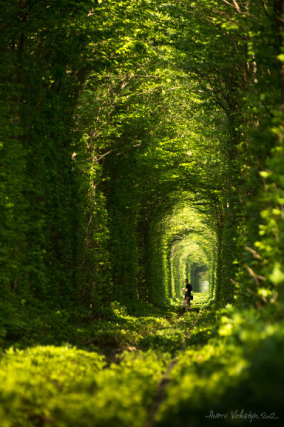 Tunnel of Love,Klevan, Ukraine (by Andrii Voloshyn)。乌克兰里夫涅克利宛爱情隧道。在乌克兰Rivne(译里夫涅)西北25公里处有条村庄名为Klevan(译克利宛)，有一条穿越森林的火车轨道。由于周围被繁茂的树枝绿叶所笼…