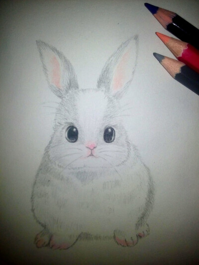 手绘 彩铅 动物 兔子
