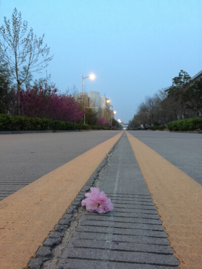 就是一枝花