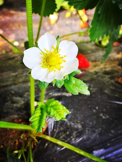 草莓花❀❀❀