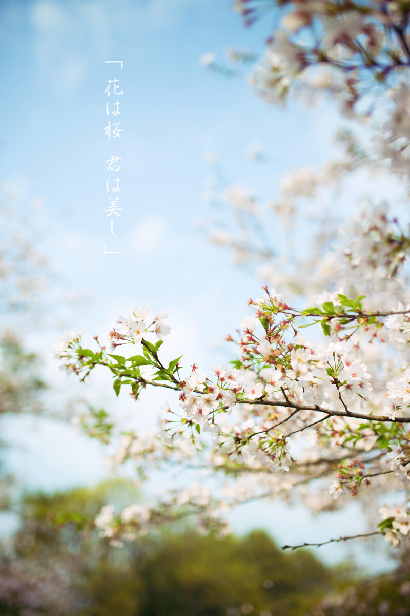 花は桜 君は美し