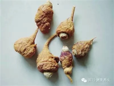 玛咖虽好，选择更重要！ 玛咖实验对比：一位朋友看到电视上播放的玛咖广告后就去买。买来的玛咖用火一烧就变成了第一张图的样子了。看看国珍的玛咖跟看电视广告买来的玛咖比较吧。 第二，三照片，是国珍玛咖燃烧状况: 1)火苗燃烧的非常自燃，象木柴一样; 2)不膨胀、不变形，保持原来的形状; 3)把燃烧后的灰烬放在手背上，迅速吸收！ 比了才知道什么是纯天然，什么是高品质！