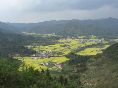 最大油菜花田