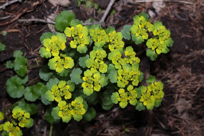 互叶金腰，学名Chrysosplenium alternifolium L.，虎耳草科，猫眼草（金腰子）属，生于山地沟谷、溪流旁或针阔叶混交林下。 中文学名：互叶金腰，拉丁学名：Chrysosplenium alternifolium L. 被子植物门，双子叶植物…