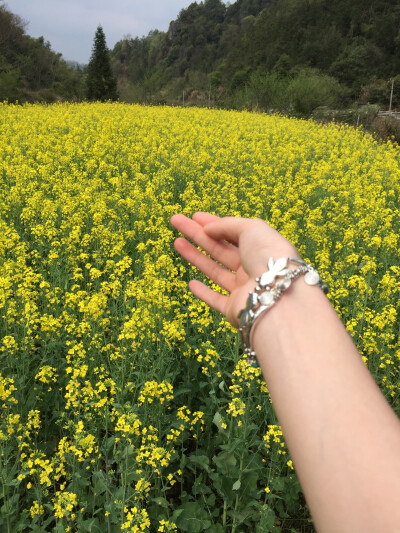 油菜花田