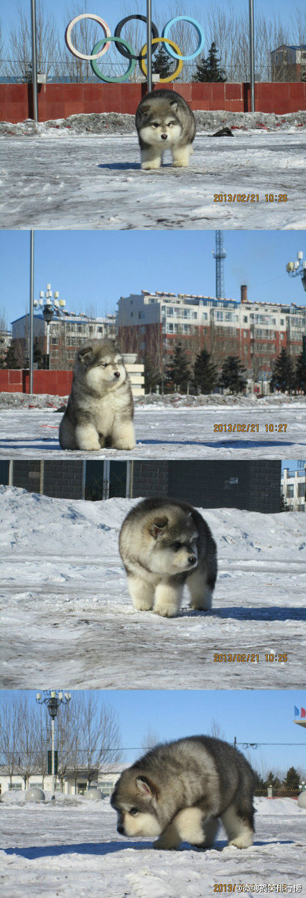 好富态的阿拉斯加雪橇犬~！说，你们家和北极熊是什么关系？！