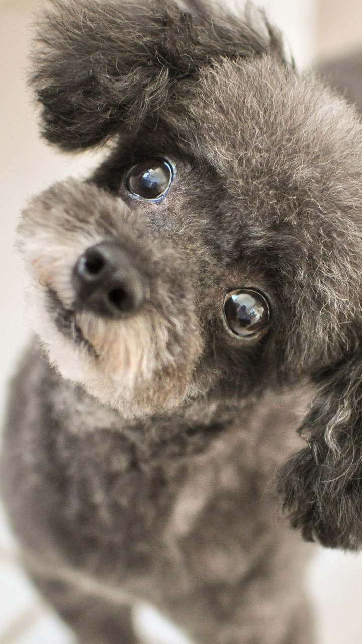 手机壁纸狗狗系列