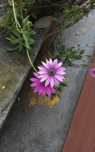 不经意间，花开正好