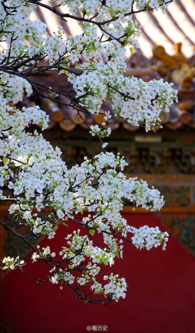 梨花院落溶溶月