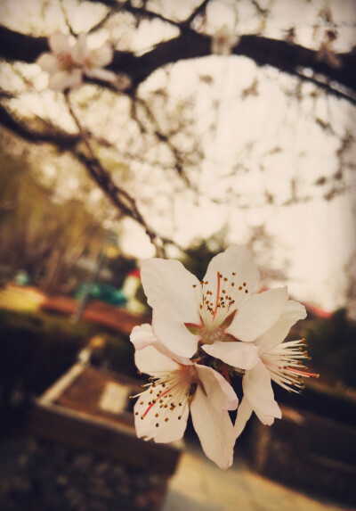 杏花红雨 梨花白雪