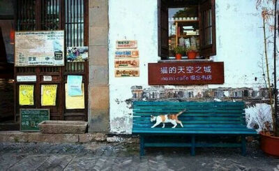 苏州 书店 明信片主题店以及可爱的猫