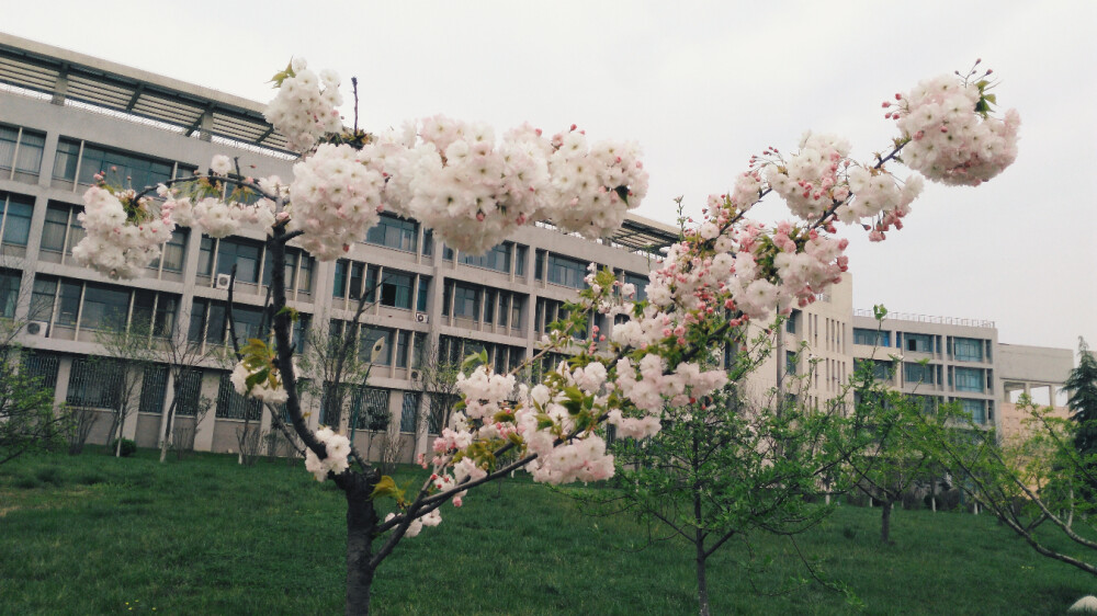 春暖花开，西安外国语大学