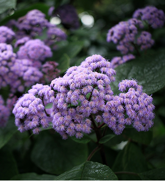 藿香蓟Ageratum conyzoides L.高50-100厘米，有时又不足10厘米。原产中南美洲。别称胜红蓟、一枝香。花果期全年。霍香蓟株丛繁茂，花色淡雅。在非洲、美洲居民中，用该植物全草作清热解毒用和消炎止血用。在南美洲，当地居民对用该植物全草治妇女非子宫性阴道出血，有极高评价。是天蝎座守护花和8月14日出生者的生日花，花语：敬爱...