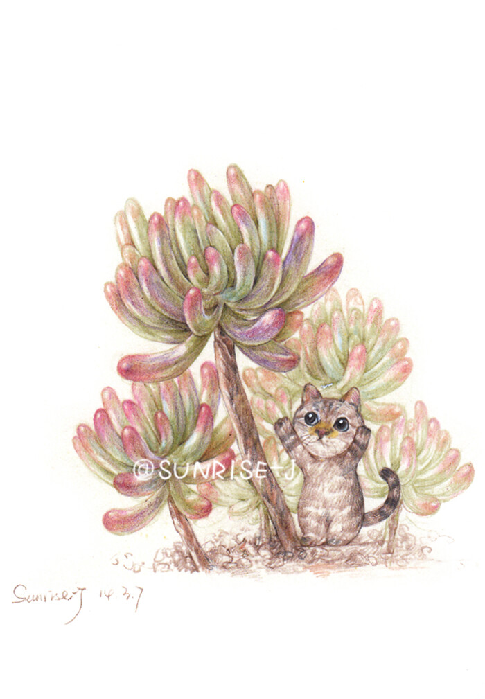 一只猫和多肉的故事