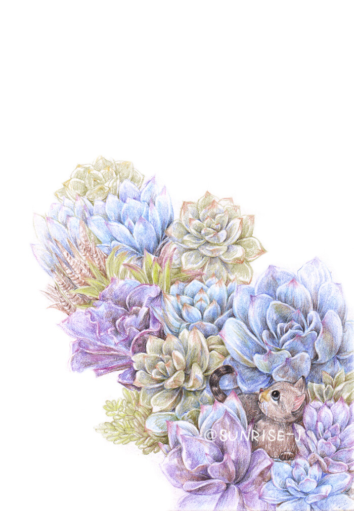 一只猫和多肉的故事