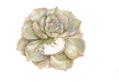 一只猫和多肉的故事