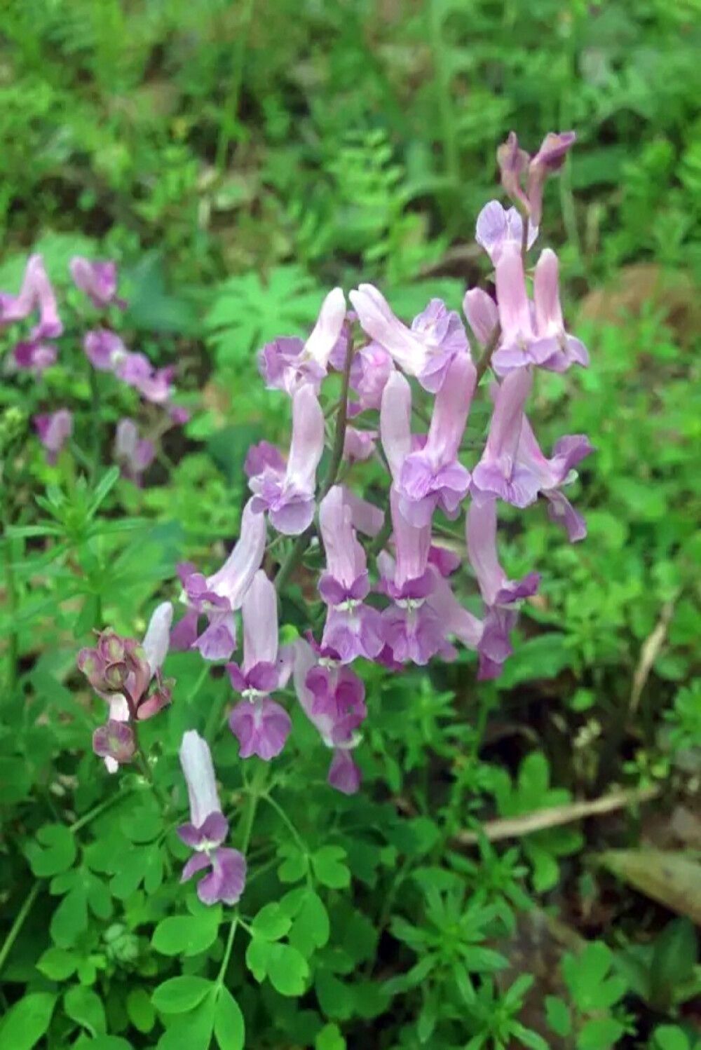 【 伏 生 紫 堇 】小区里看到的小野花，科普帖重出江湖！伏生紫堇，又名夏天无。科 属：紫堇科/罂粟科 紫堇属。 【产地及分布】：产江苏、安徽、浙江、福建、江西、湖南、湖北、山西、台湾。生于海拔80-300米左右的山坡或路边。 块茎含延胡索甲素、乙素等多种生物碱，有舒筋活络、活血止痛的功能。对风湿关节痛、跌打损伤、腰肌劳损和高血压有明显的治疗作用。