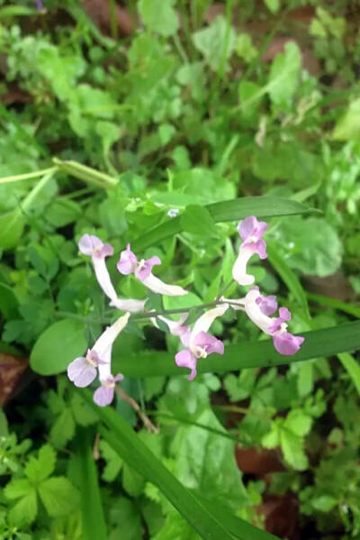 【 伏 生 紫 堇 】小区里看到的小野花，科普帖重出江湖！伏生紫堇，又名夏天无。科 属：紫堇科/罂粟科 紫堇属。 【产地及分布】：产江苏、安徽、浙江、福建、江西、湖南、湖北、山西、台湾。生于海拔80-300米左右的…