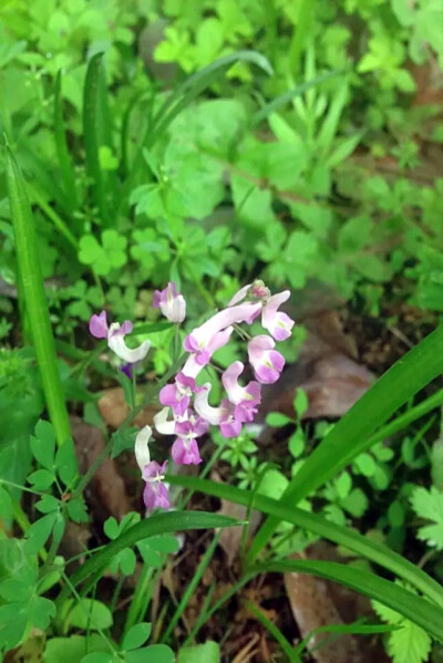 【 伏 生 紫 堇 】小区里看到的小野花，科普帖重出江湖！伏生紫堇，又名夏天无。科 属：紫堇科/罂粟科 紫堇属。 【产地及分布】：产江苏、安徽、浙江、福建、江西、湖南、湖北、山西、台湾。生于海拔80-300米左右的…