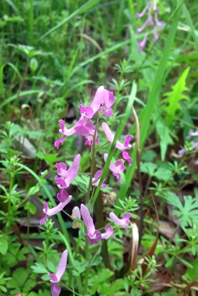 【 伏 生 紫 堇 】小区里看到的小野花，科普帖重出江湖！伏生紫堇，又名夏天无。科 属：紫堇科/罂粟科 紫堇属。 【产地及分布】：产江苏、安徽、浙江、福建、江西、湖南、湖北、山西、台湾。生于海拔80-300米左右的…