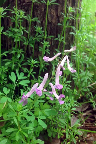 【 伏 生 紫 堇 】小区里看到的小野花，科普帖重出江湖！伏生紫堇，又名夏天无。科 属：紫堇科/罂粟科 紫堇属。 【产地及分布】：产江苏、安徽、浙江、福建、江西、湖南、湖北、山西、台湾。生于海拔80-300米左右的…