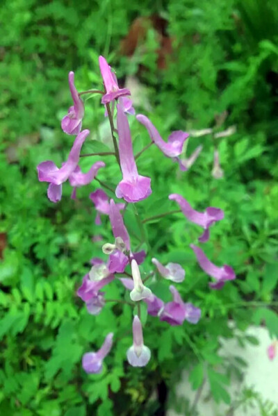 【 伏 生 紫 堇 】小区里看到的小野花，科普帖重出江湖！伏生紫堇，又名夏天无。科 属：紫堇科/罂粟科 紫堇属。 【产地及分布】：产江苏、安徽、浙江、福建、江西、湖南、湖北、山西、台湾。生于海拔80-300米左右的…