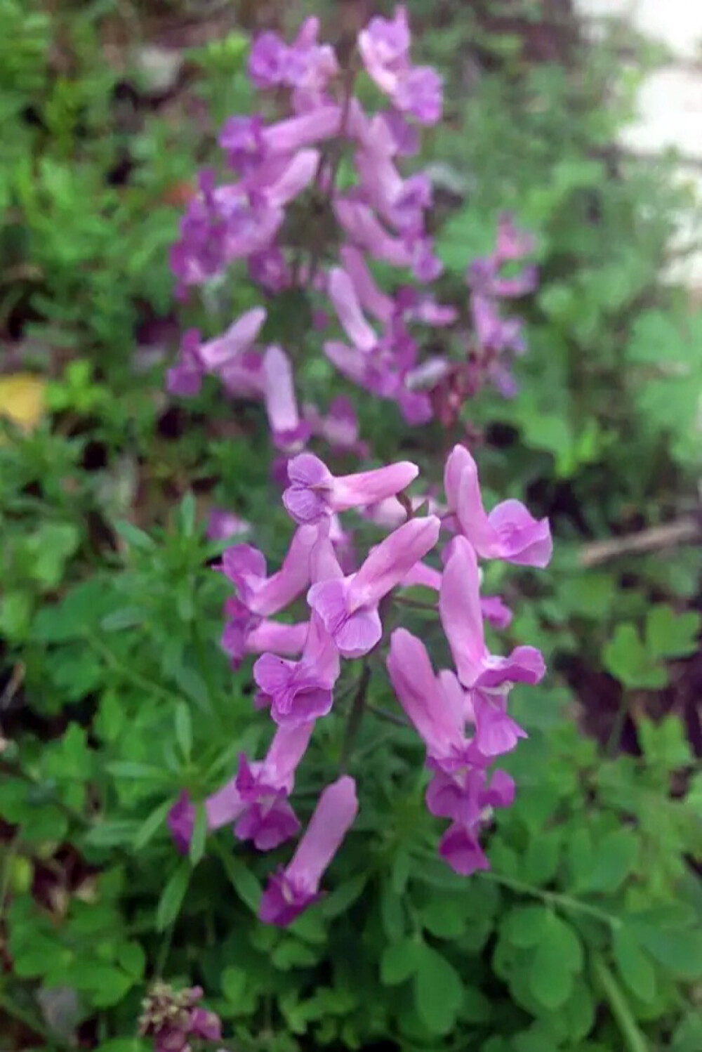 【 伏 生 紫 堇 】小区里看到的小野花，科普帖重出江湖！伏生紫堇，又名夏天无。科 属：紫堇科/罂粟科 紫堇属。 【产地及分布】：产江苏、安徽、浙江、福建、江西、湖南、湖北、山西、台湾。生于海拔80-300米左右的山坡或路边。 块茎含延胡索甲素、乙素等多种生物碱，有舒筋活络、活血止痛的功能。对风湿关节痛、跌打损伤、腰肌劳损和高血压有明显的治疗作用。