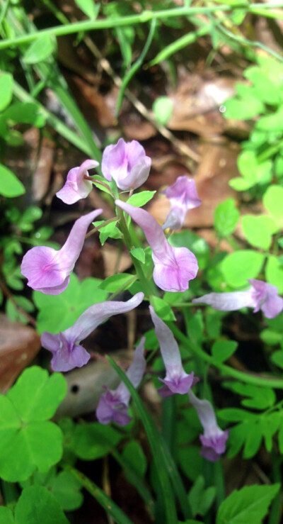 【 伏 生 紫 堇 】小区里看到的小野花，科普帖重出江湖！伏生紫堇，又名夏天无。科 属：紫堇科/罂粟科 紫堇属。 【产地及分布】：产江苏、安徽、浙江、福建、江西、湖南、湖北、山西、台湾。生于海拔80-300米左右的…