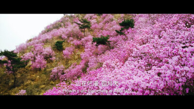 青岛大珠山的四月，杜鹃花映山红