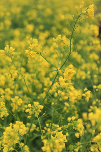 美丽的油菜花地