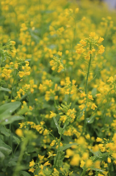 美丽的油菜花地