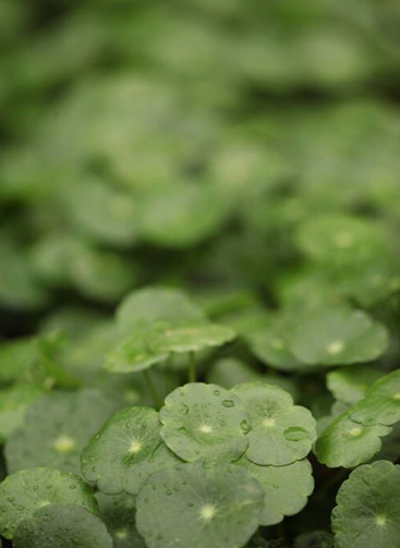 铜钱草Hydrocotyle vulgaris.夏季开白花。茎细长，节处生根。花冠钟状黄色． 花期4月。果期7月，蒴果近球形。蔓延能力很强，为优良的地被植物。水陆两栖皆可。铜钱草栽培管理简单,株形美观，叶色青翠，十分耐看，是…