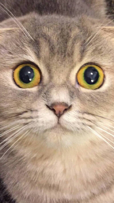 【大菇凉】【世界的软肋】萌宠 宠物 动物 猫 萨摩耶 妞妞 萌 可爱 呆软 端午 端妃 端胖 马建国一米五@回忆专用小马甲