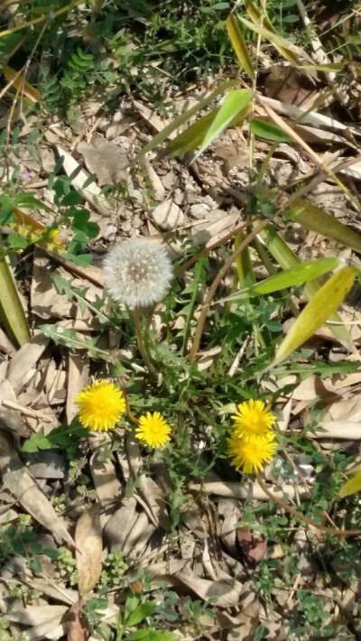 ヽ(•̀ω•́ )ゝ野草物语