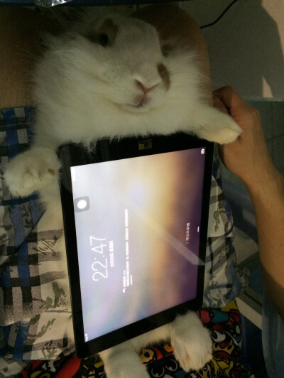 超级流行的兔子iPad壳