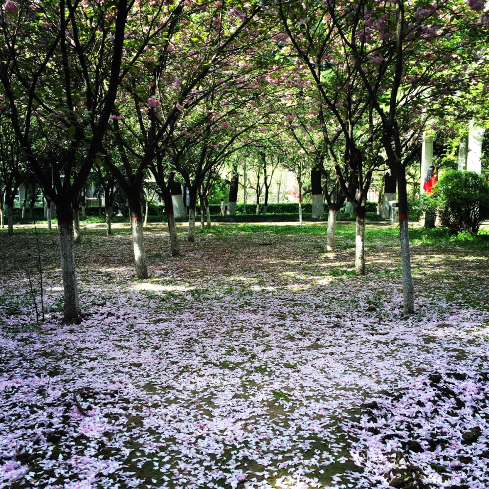 The rain of Sakura @snnu