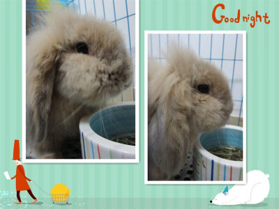 鲁哥，你在天堂过的好吗？我和拉姐在地上好想念你呀～感谢你陪伴我们四年～德鲁宝贝，麻麻真的好想再抱抱你～