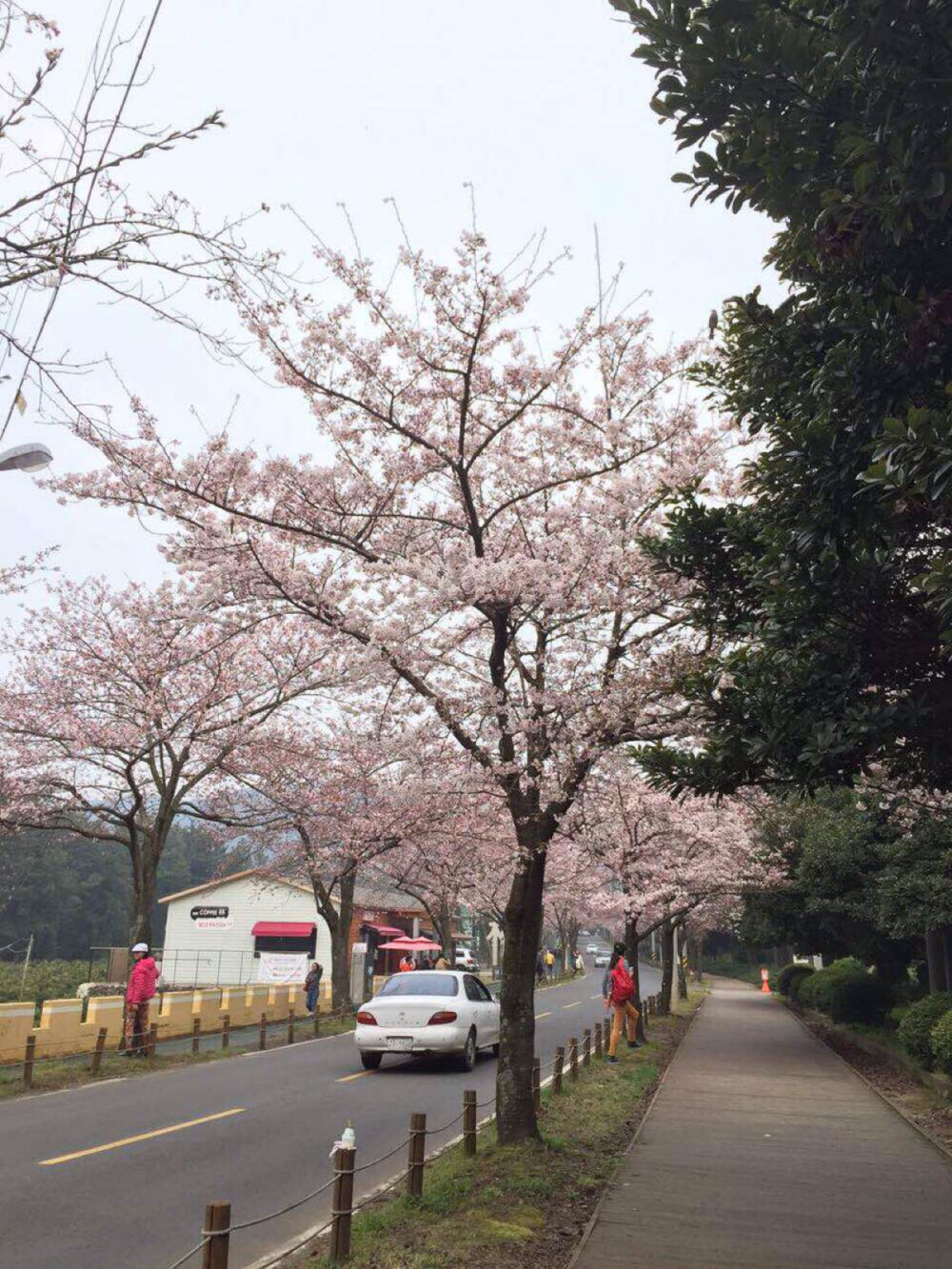 樱花季