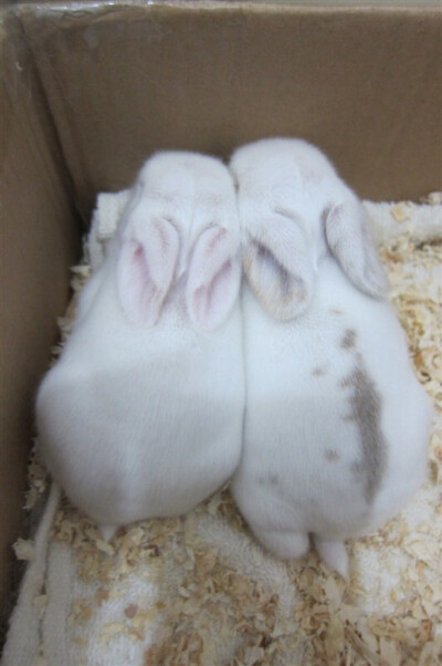 拉姐的大女儿和小儿子