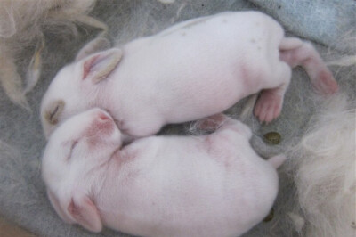 刚出生没多久～还没睁开眼睛