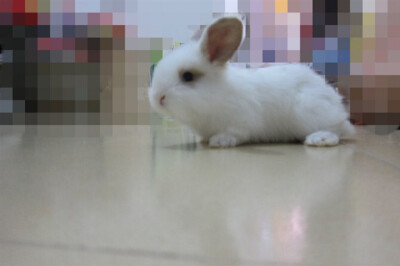 我耳朵像巴比一样大